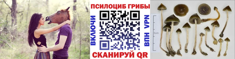 Псилоцибиновые грибы Magic Shrooms  МЕГА ссылка  Кисловодск 